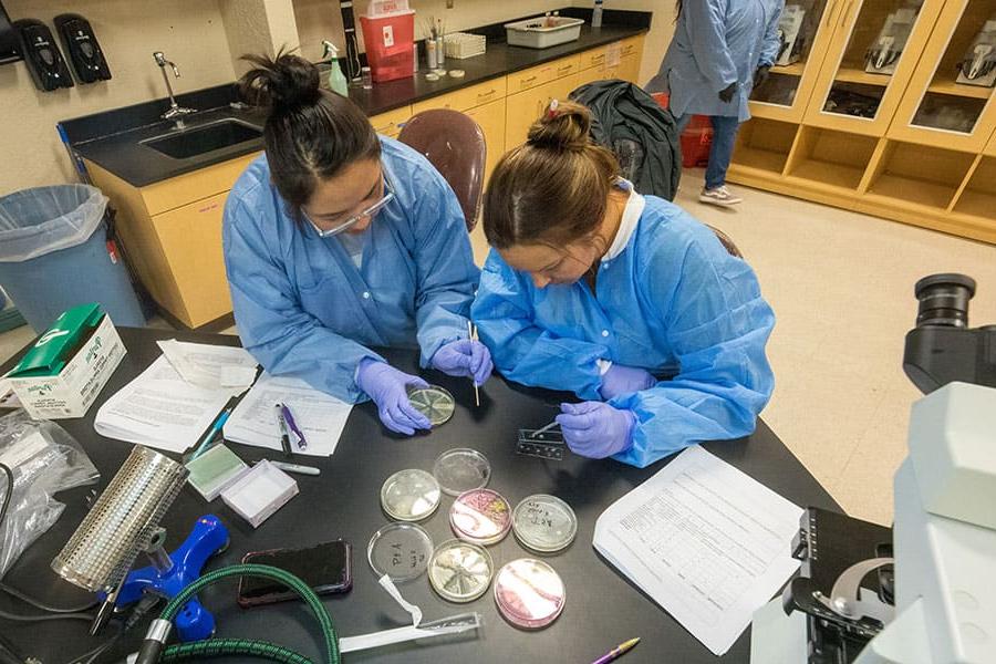 Two 太阳集团娱乐场登陆网站 students preparing samples in the biology lab